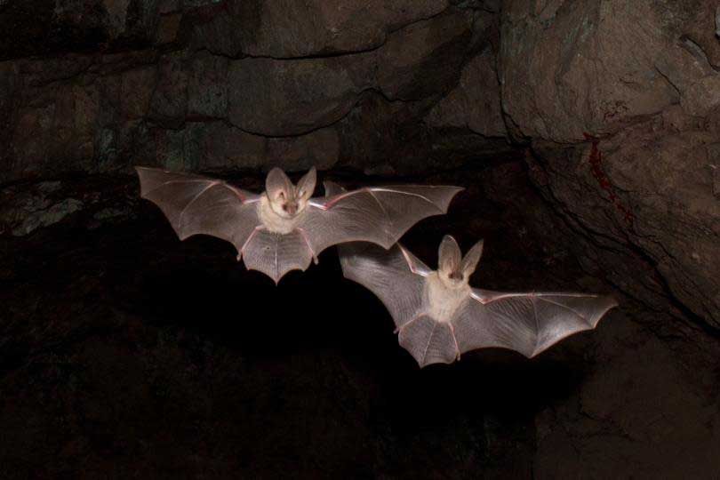 Dana Biosphere Reserve