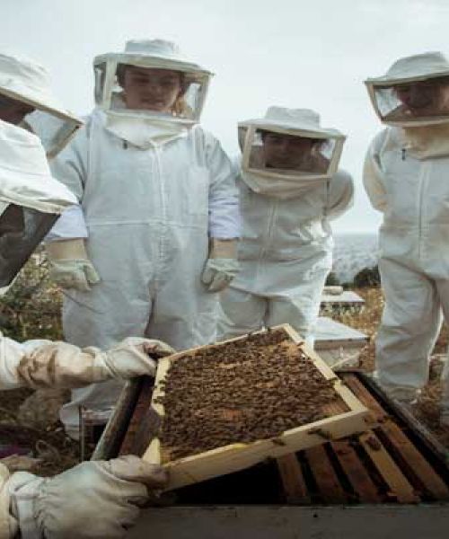 Beekeeping at Baraka Destin