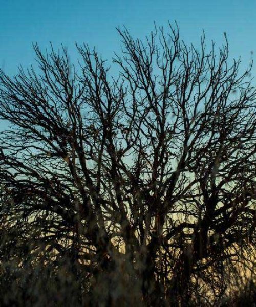 Dana  trees
